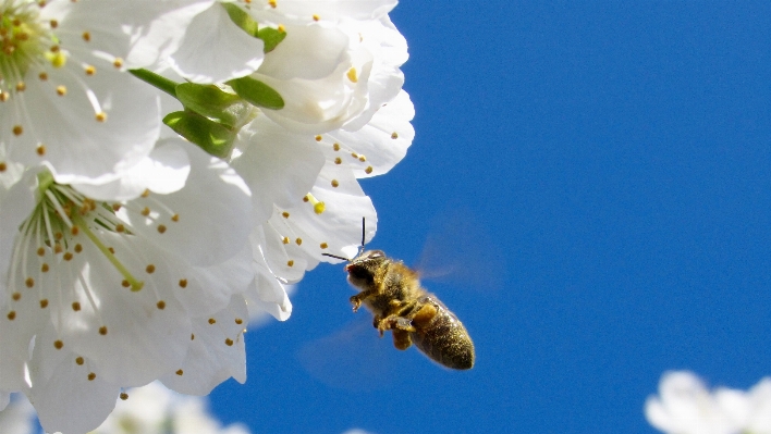 Branch blossom plant flower Photo