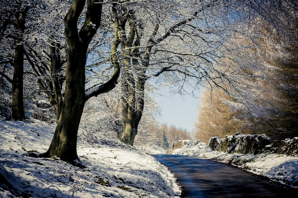 風景 木 自然 森 写真