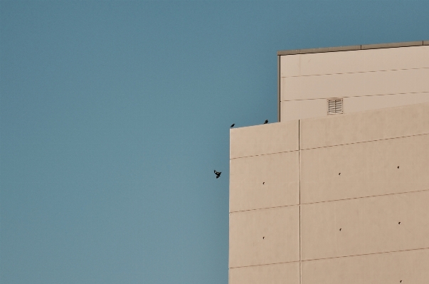 Bird architecture sky roof Photo