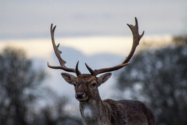 Nature animal wildlife deer Photo