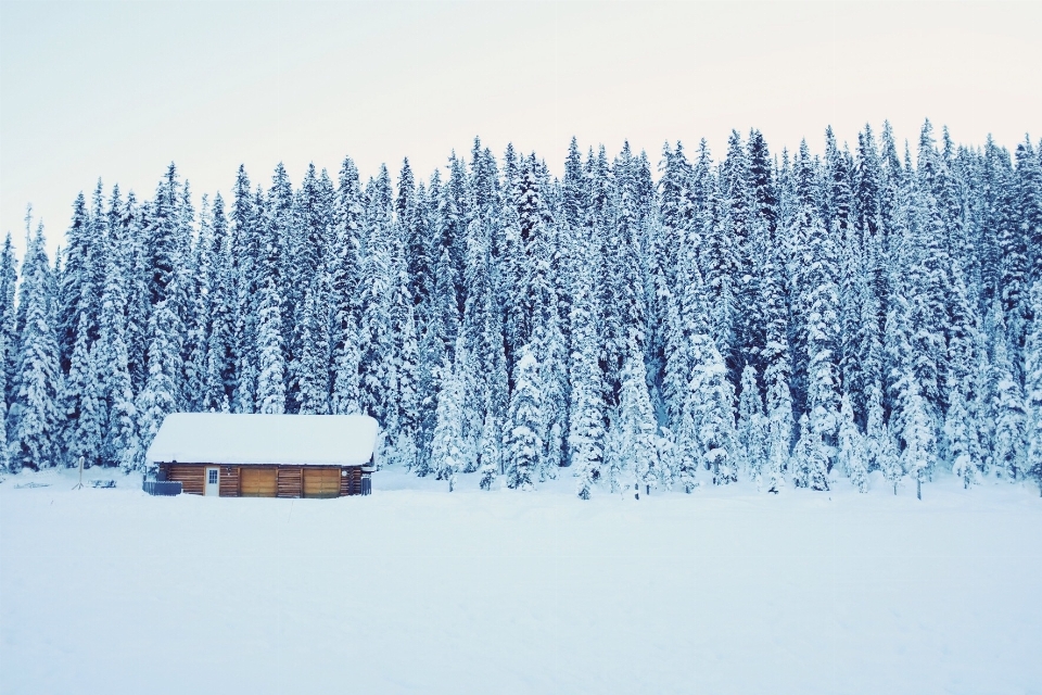 Baum wald berg schnee