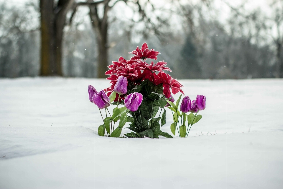 Blossom snow winter plant