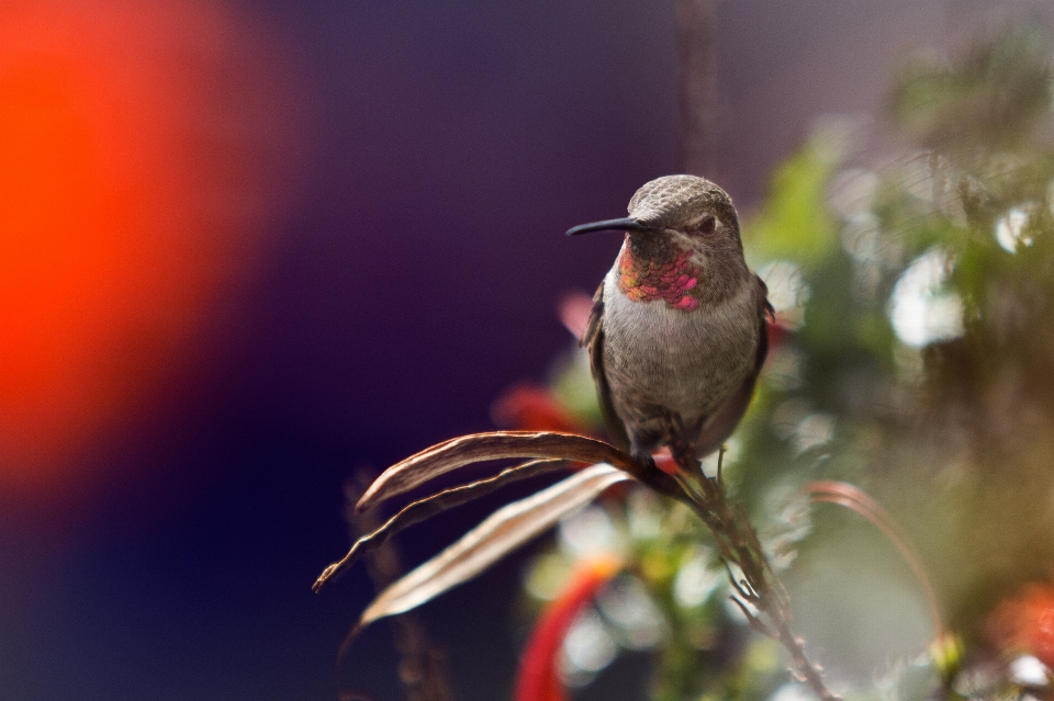 自然 ブランチ 鳥 花