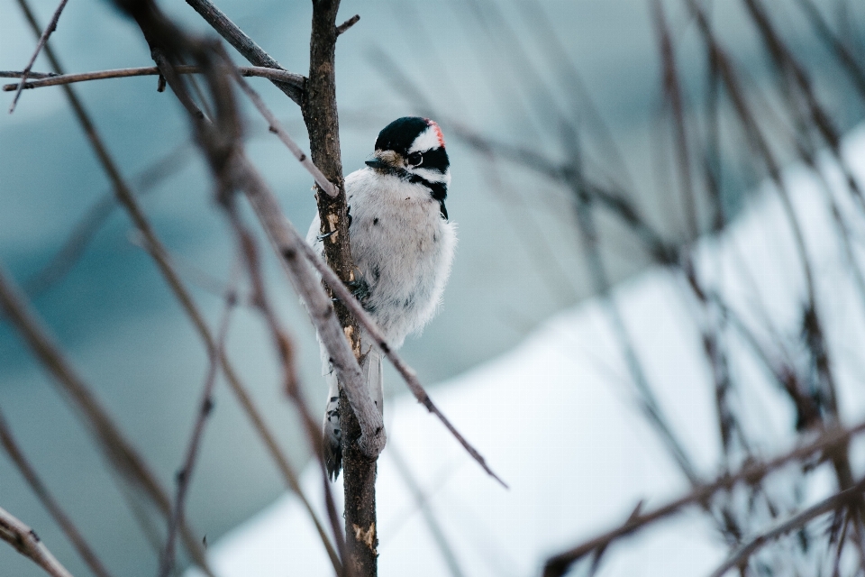 ブランチ 雪 冬 鳥