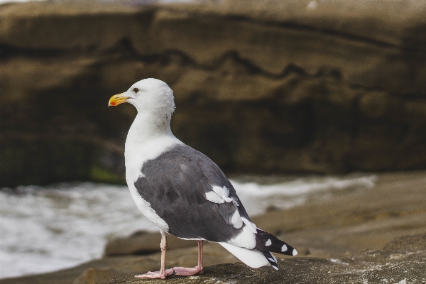 Foto Rock burung sayap laut
