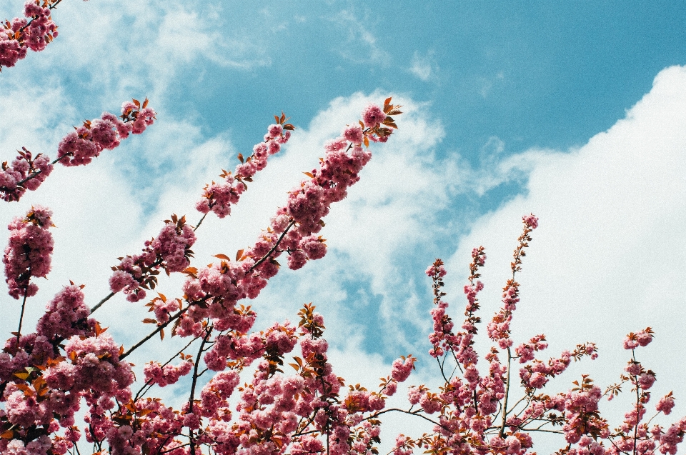 Arbre nature bifurquer fleurir