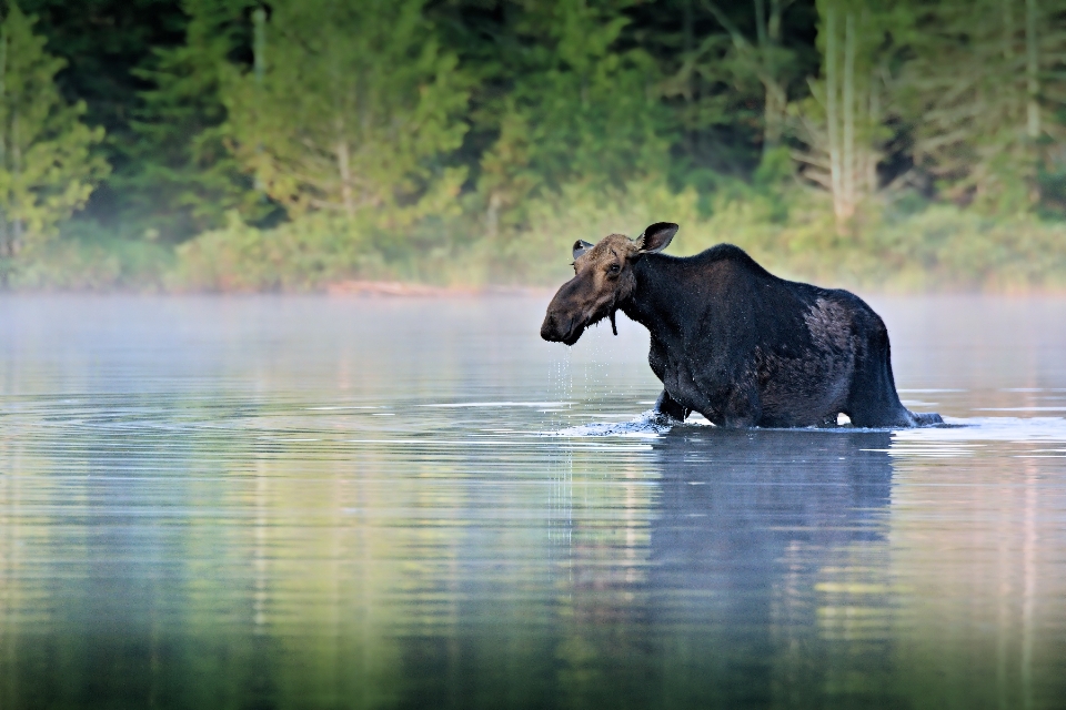 Acqua lago animale animali selvatici