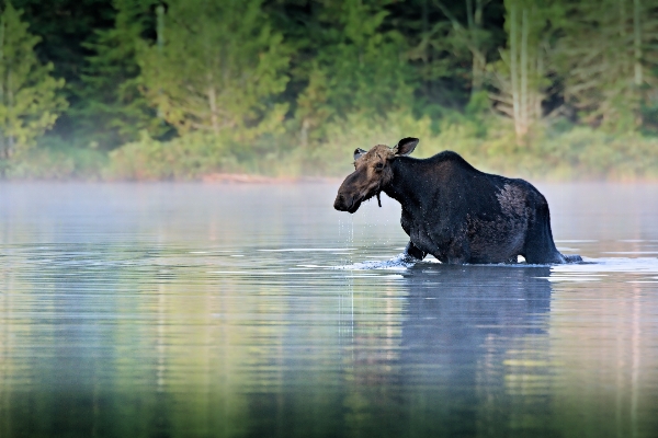 水 湖 動物 野生動物 写真