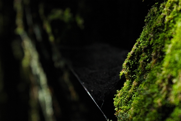 Tree water nature forest Photo