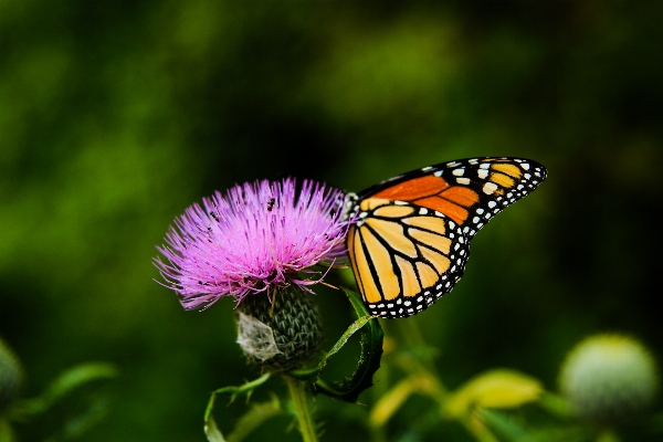 Nature plant photography flower Photo