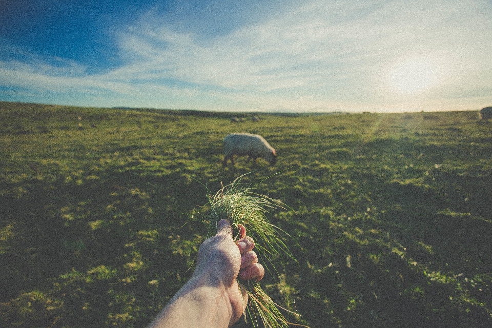 Mão mar natureza grama