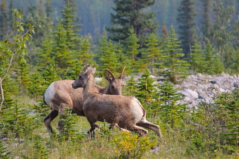 Wilderness meadow wildlife deer