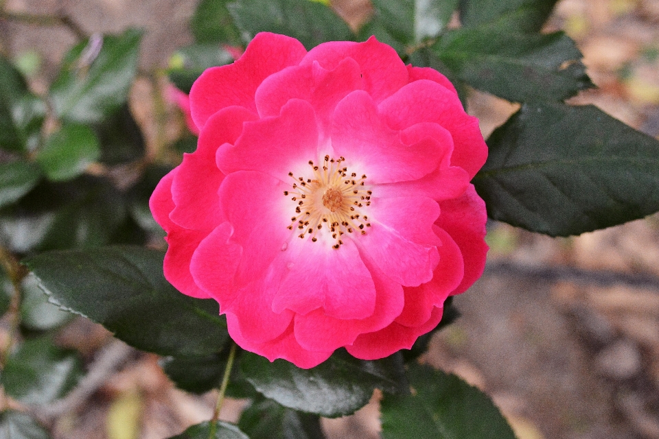 Florecer planta flor pétalo