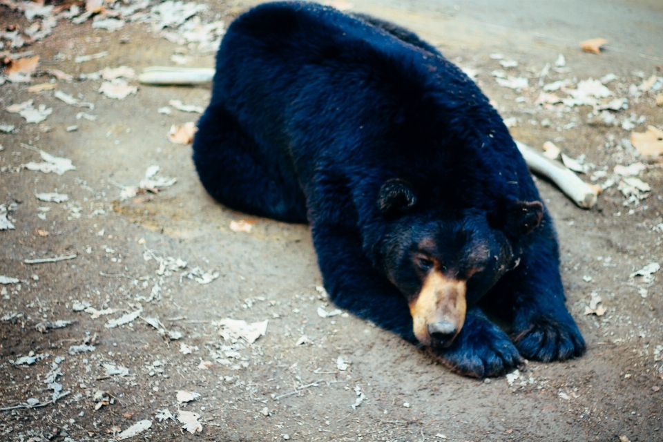 Urso jardim zoológico mamífero fauna