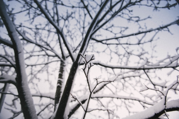 Tree branch snow winter Photo