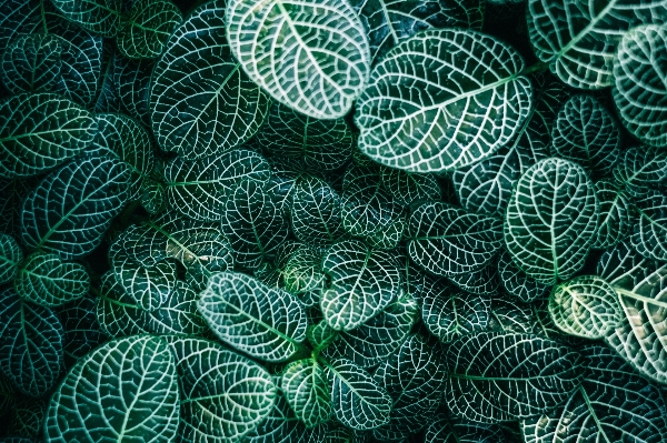 Branch plant texture leaf Photo