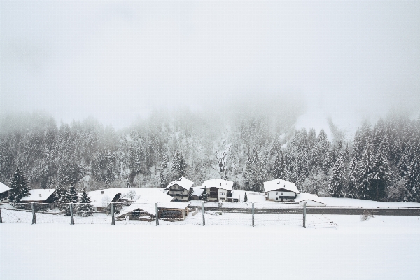 Foto árbol bosque nieve invierno