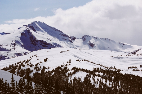 Tree forest mountain snow Photo