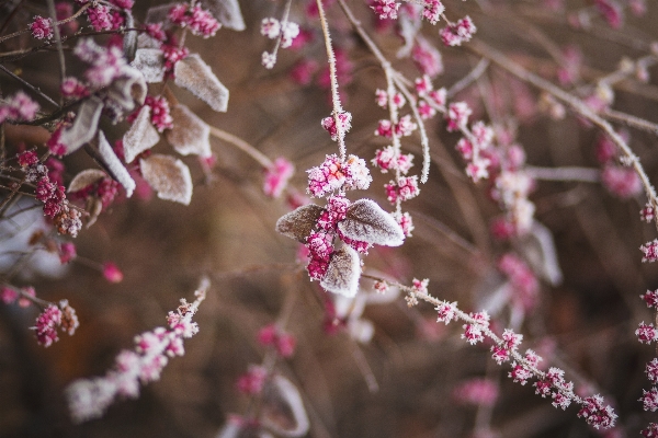 Baum zweig blüte anlage Foto