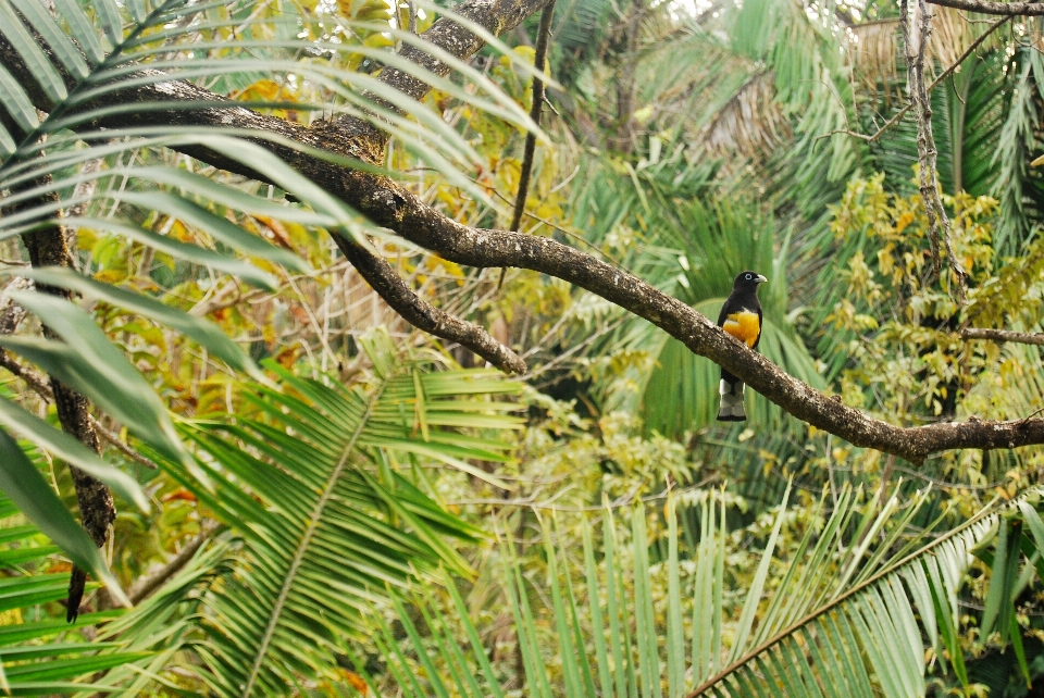 Arbre forêt bifurquer oiseau