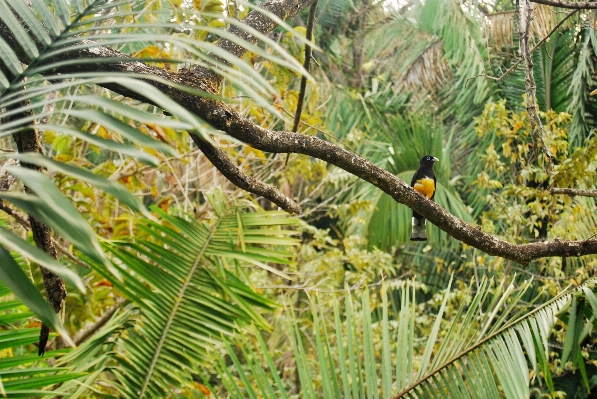 Foto Albero foresta ramo uccello