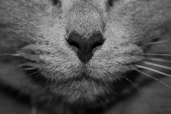 Foto Bianco e nero
 fotografia animale gatto