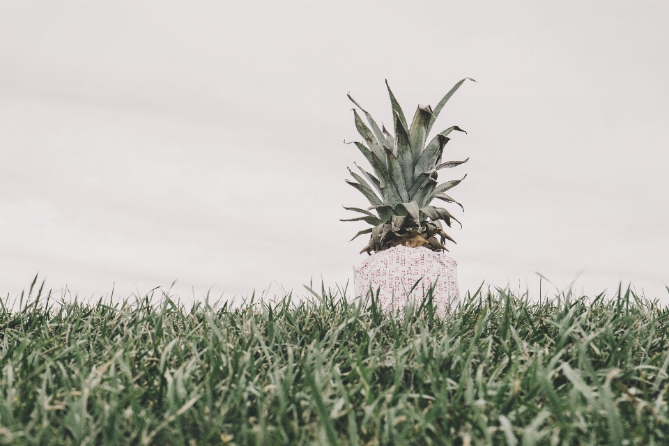 Tree grass plant field