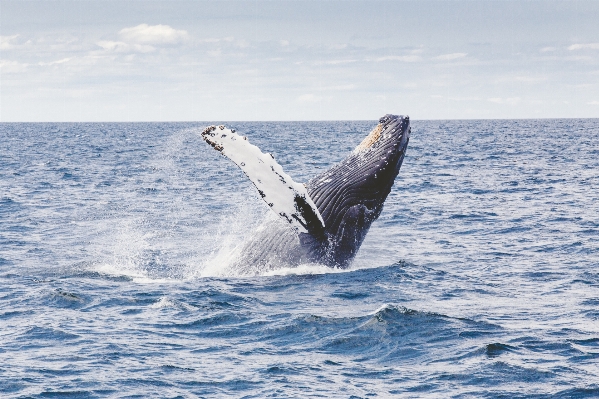 Sea ocean splash mammal Photo