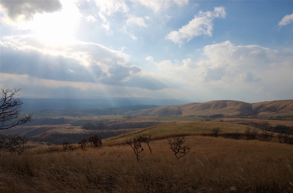 пейзаж дерево природа горизонт