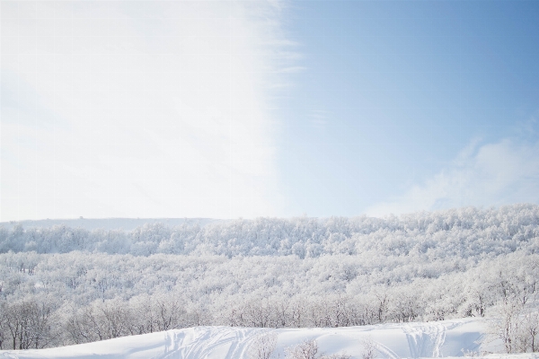 Forest mountain snow winter Photo