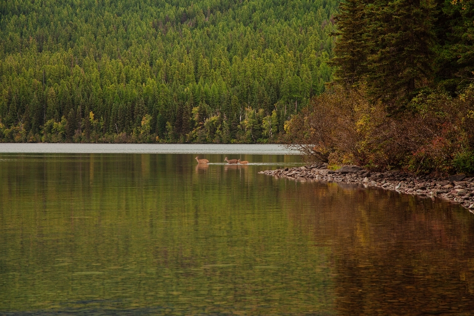 Baum wasser natur wald