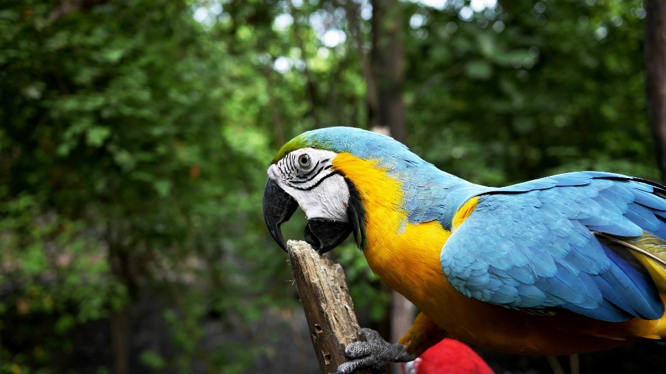 Bird wing wildlife zoo