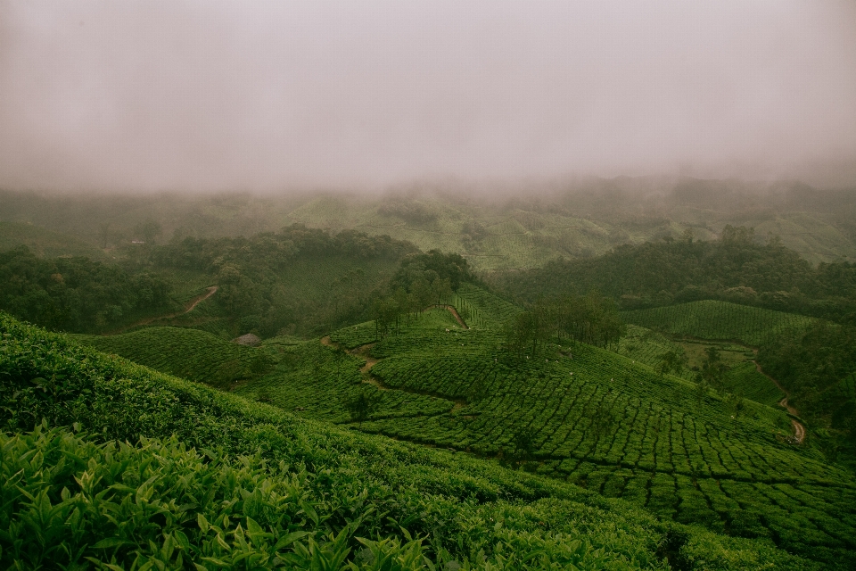 風景 木 自然 森