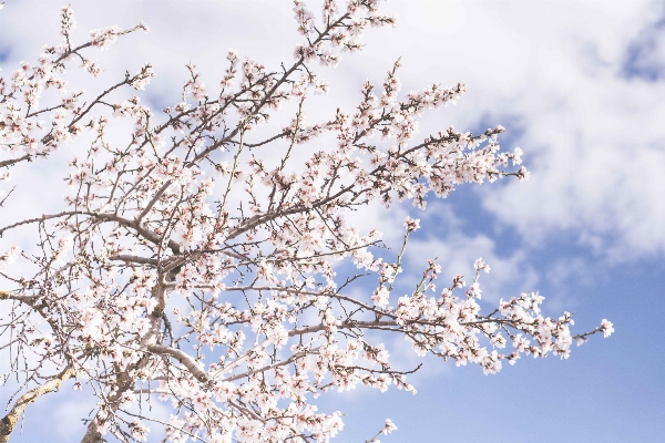 Foto Albero ramo fiore inverno