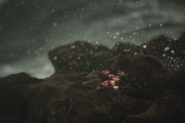 Water rock ocean flower Photo