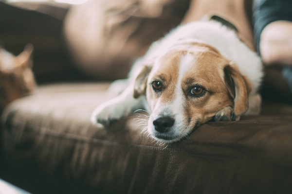 Foto Anak anjing peliharaan mamalia