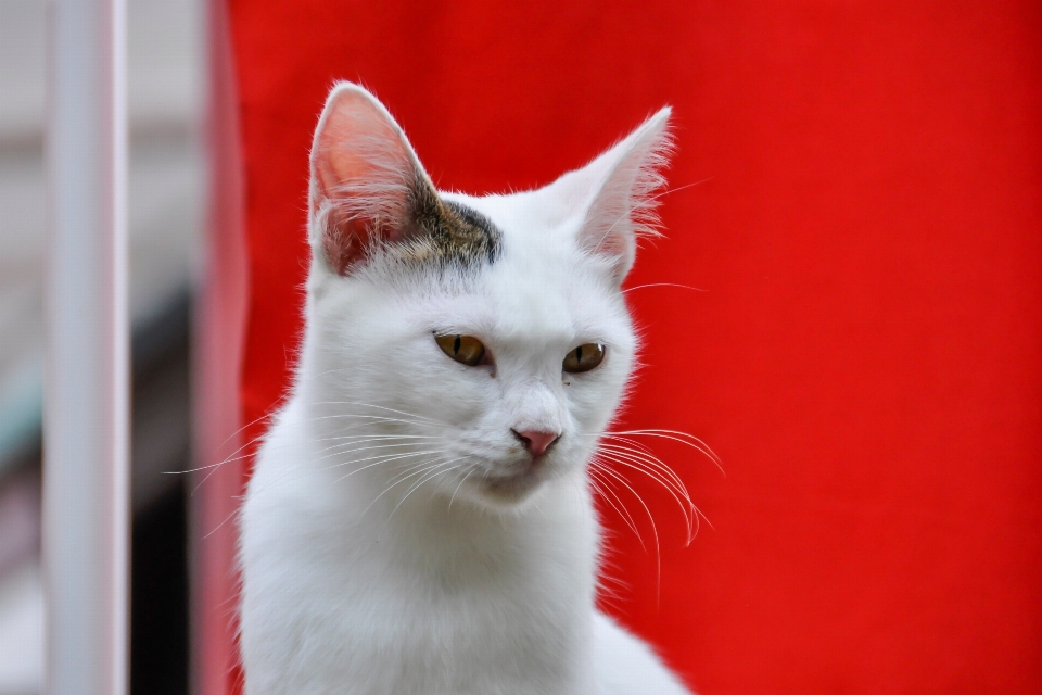 Blanc rouge chaton chat