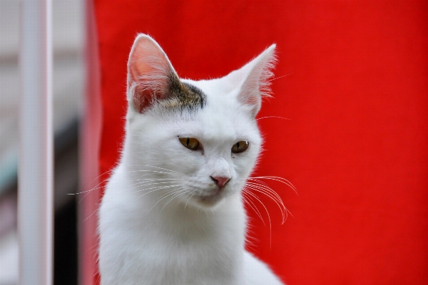 白 赤 子猫 猫 写真