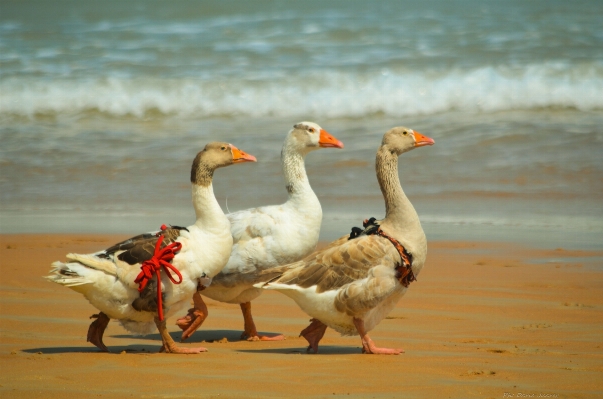 鳥 羽 野生動物 嘴 写真