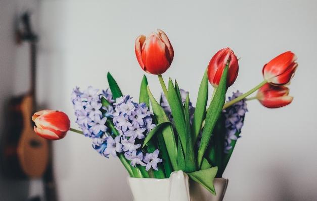 Plant flower petal tulip Photo