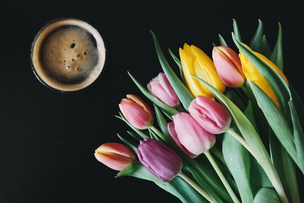 Coffee plant flower petal Photo