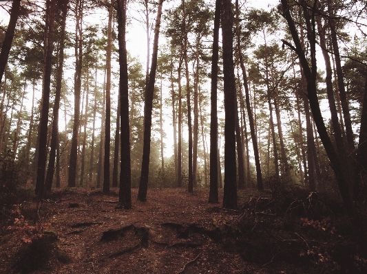 Tree nature forest wilderness Photo