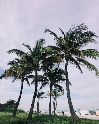 Beach tree plant palm Photo