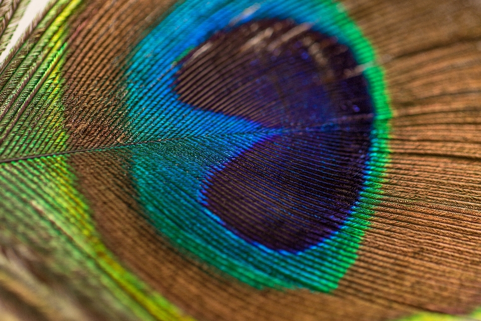 Burung sayap hijau warna