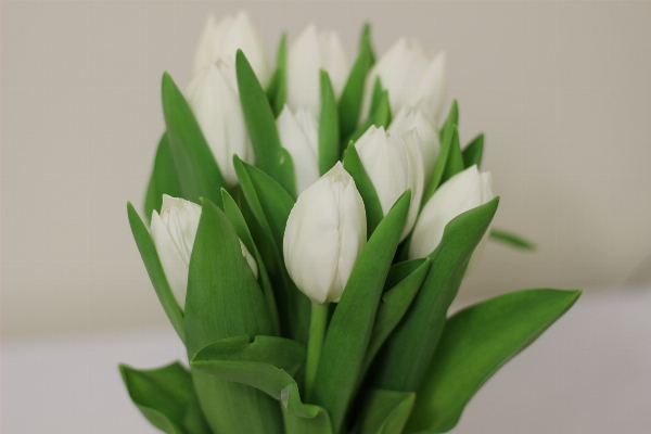 Plant flower petal tulip Photo