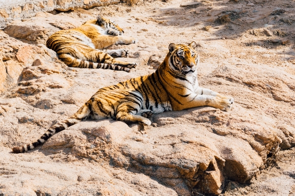 Foto Satwa margasatwa kebun binatang bulu