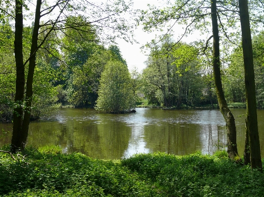 Tree water nature forest Photo