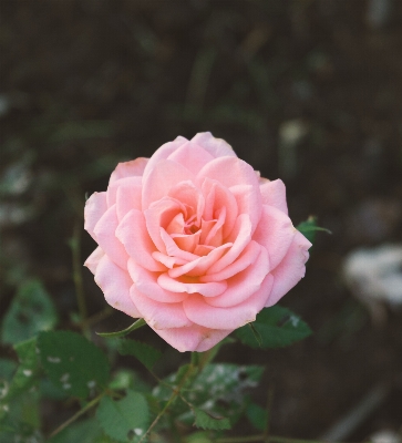 Plant leaf flower petal Photo