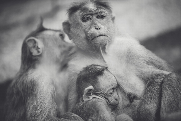 Foto Bianco e nero
 animale mammifero monocromo