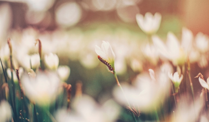 Nature grass branch blossom Photo